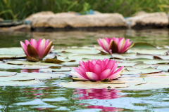 water-lily-2535801_1920